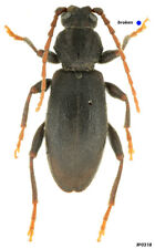 Coleoptera Cerambycidae Drymochares starcki Russia NW Caucasus 15mm picture