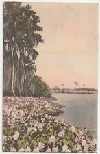 c1920s Blooming Water Hyacinths St Petersburg Florida FL Hand Colored Postcard picture