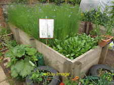 Photo 12x8 Flax and woad Calthorpe Community Garden For an Ancient Briton c2015 picture