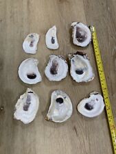 Oyster Shells Bleached & Cleaned 9 picture