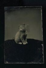 MAGNIFICENT 1860s KITTEN TINTYPE SITTING ON TABLE - MOTION BLUR CAT RARE PHOTO picture