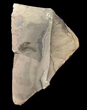 EXTINCTIONS- KILLER, ULTRA RARE SOFT BODIED WAPTIA-TYPE FOSSIL - BURGESS SHALE picture