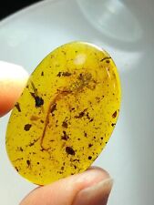 Fossil amber Insect burmite Burmese Cretaceous 20mm Scorpion Insect Myanmar picture