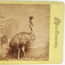 Australian Emu Bird Exhibit Stereoview c1870 Museum Taxidermy Antique Card C1594 picture