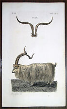 1777 Thomas Pennant  Antique Mammal Print of a Goat picture