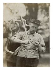 1900s Zoo Keeper Draining Venomous Snake Poison Press Photo picture