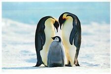 Emperor Penguins & Baby, Bird Indigenous to Antarctica -- Modern Animal Postcard picture
