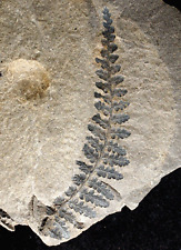 Beautiful Carboniferous fern fossil plant extinct Sphenopteris leaf frond picture