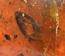 RARE Mostly complete Lizard with head, Fossil inclusion in Burmese Amber picture