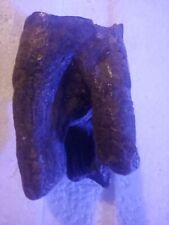 2.5 Inch Woolly Rhinoceros Tooth Coelodonta antiquitatis. Ice Age Fossil mammoth picture