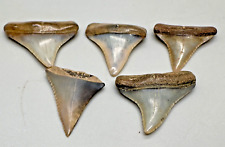 5  Very Colorful Fossil GREAT WHITE Shark Teeth - Peru picture