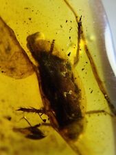 The cockroach 🪳 emergency ovulation burmite Cretaceous Amber fossil dinosaurs picture