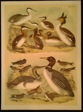 1878 Rare Antique Bird Print - Studer's Plate CVI - Various Birds picture