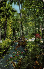Vintage 1950 Beautiful McKee Jungle Gardens Vero Beach Florida FL Postcard  picture