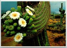 VINTAGE CONTINENTAL SIZE POSTCARD SAGUARO CACTUS FLOWERS IN THE SPRING 1984 picture
