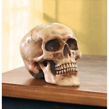 Grinning Resin Human Skull Spooky Halloween Party Decor Prop Statue Sculpture picture