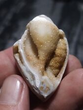 ☆Sparkling Druzy Quartz Shell Fossil From India ☆ picture