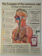 1956 Coldene Common Cold Medicine Vintage Print Ad picture