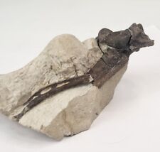 Oreodont Left Ankle Set, Rib, and Toe Fossils In Matrix - White River - Brule Fm picture
