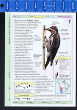 Red-Naped & Yellow-Bellied SAPSUCKER -- Scientific Bird Reference Print picture