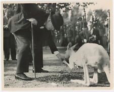 10 September 1947 press photo of Churchill feeding Digger, his albino kangaroo picture