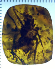 Unbelievably HUGE Unknown Insect, Fossil Cretaceous Genuine Burmite Amber, 98myo picture