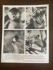 1985 ABC TV Zoo Animals Tiger 🐅Camel 🐫Press Photo picture
