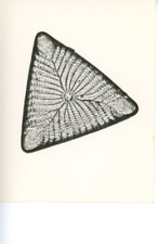 Vintage Triceratium Favus Silver Print Diatom, Les Bacillariophyta (Diatoms) picture
