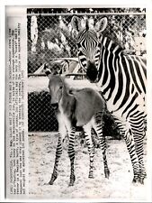 LG32 1965 Wire Photo SO WHAT IF HIS FATHER WAS A JACKASS JACKSONVILLE ZOO ZEBRA picture