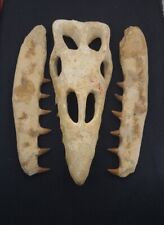 Rare Reptile: Baby Mosasaur Skull Restored Mosasaurus Fossil Cretaceous Dinosaur picture