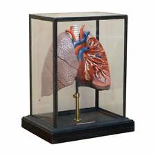FINE VINTAGE DEYROLLE PARIS ANATOMICAL MODEL OF HUMAN LUNGS IN DISPLAY CASE picture