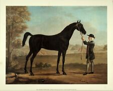(16 x 20) Art Print RP001 Richard Roper The Racehorse Othello - Printed in Italy picture