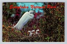 Everglades National Park, American Egret, Series #G474 Souvenir Vintage Postcard picture