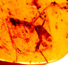 GIANT Cretaceous Worker Ant in Burmite Amber Fossil Gemstone Dinosaur Age picture