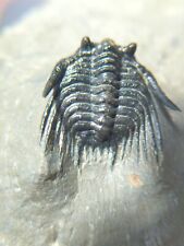 1 inch Leonaspis Trilobite fossil From the Devonian of Morocco picture