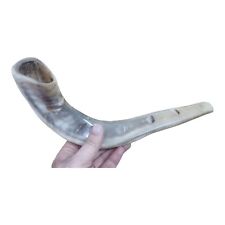 Brand New Polished Ram Horn Shofar With Wide Bend And Natural Colors 16
