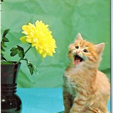 c1950s Nora Springs, IA Greetings Adorable Orange Kitten Tabby Chrome Photo A144 picture