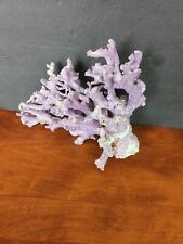 Rare Natural Purple Coral Specimen Allopora 9