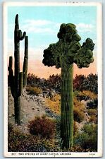Phoenix Arizona Postcard Two Species Giant Cactus Exterior c1931 Vintage Antique picture
