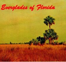 Sawgrass and Palmetto Clumps Everglades Of Florida FL UNP Chrome Postcard picture