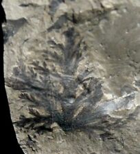 Aphlebia - Excellent rare mystery, fossil parasitic Carboniferous plant picture