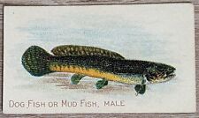 1910 T58 American Tobacco Fish Series Dog Fish Or Mud Fish, Male picture