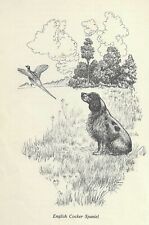English Cocker Spaniel - CUSTOM MATTED - 1964 F.W. Davis - Vintage Dog Print picture