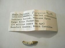 Porpoise Tooth - Cetacean - Beaufort County, North Carolina picture