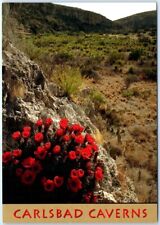 Postcard Claret-Cup Walnut Canyon Carlsbad Caverns National Park New Mexico USA picture
