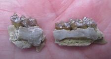 Fossil Jaw Teeth Bones South Dakota Small Mammal Oligocene Age picture