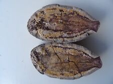 Pteronisculus, fish fossile, 3-dimens. fossilization, 250 mio Madagascar (PT-136 picture