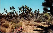 Postcard Joshua Tree Forest Near Kingman Arizona [tt] picture