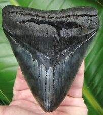 MEGALODON SHARK TOOTH  - 4 & 11/16 in. REAL FOSSIL - JAW - NO RESTORATIONS picture