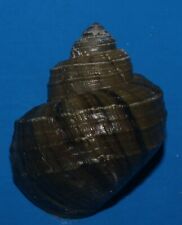 Tonyshells Freshwater Snail Viviparus Mearnsi misamisensis 35.2mm F+++ Superb picture